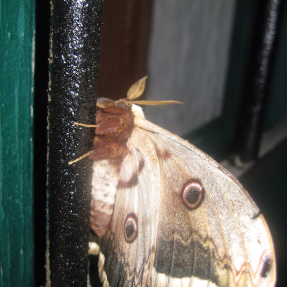 Spotting Image 1