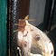 Viennese emperor (syn.: 'Great peacock moth', 'Giant peacock moth', 'Giant emperor moth'; dt.[german]: "Wiener Nachtpfauenauge";)