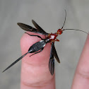 Braconid Wasp