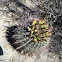 Barrel cactus