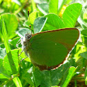 Green Hairstreak