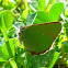 Green Hairstreak