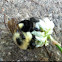 Bumble Bee