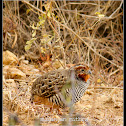 Jungle Bush Quail