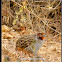 Jungle Bush Quail