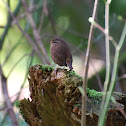 Pacific Wren