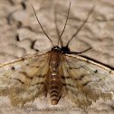 Fortunate Idaea