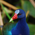 American Purple Gallinule