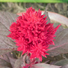 cockscomb