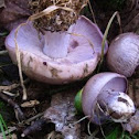 Lepista nuda (blewits)