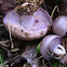 Lepista nuda (blewits)