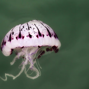 Jelly by Glen Unsworth - Animals Sea Creatures