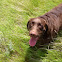 Chocolate Lab : Abby