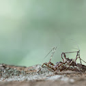 Assassin Bug - Mating
