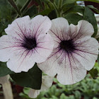 Petunia