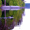 Common loon