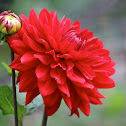 Dahlia