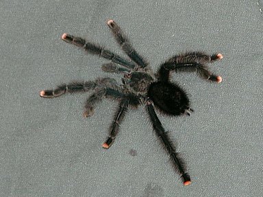 Avic Aviculata Pink Toe Tarantula