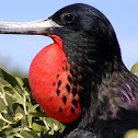 Magnificent Frigatebird