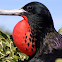 Magnificent Frigatebird