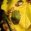 Hawthorn Shield Bug