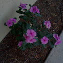 Madagascar Periwinkle