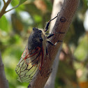 Chicharra, Cicada