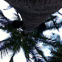 Palm tree