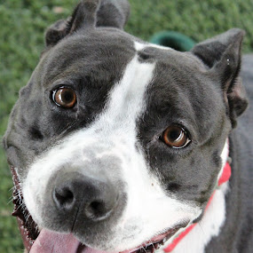 I see that you need a friend. by Rusty Jhorn - Animals - Dogs Portraits ( pitbulls, kiss, home, dogs, happy, mcspca, sydney )