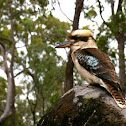 Laughing Kookaburra