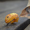 Spicebush Swallowtail - Papilio troilus