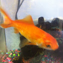 Goldfish