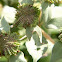 Mountain Mint