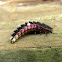 Black Firefly larva