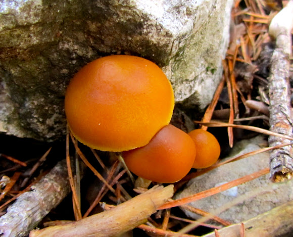 Spotting Image 1
