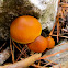 Galerina marginata