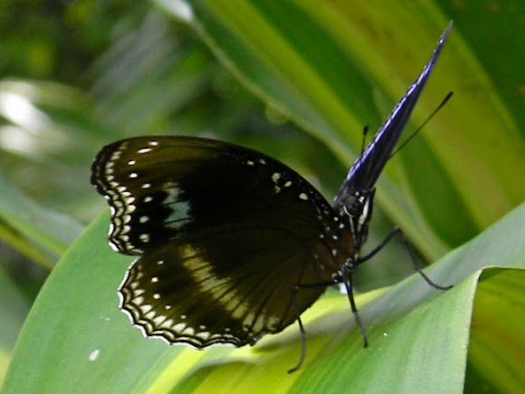 Spotting Image 1