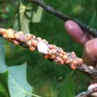 Tuliptree Scale