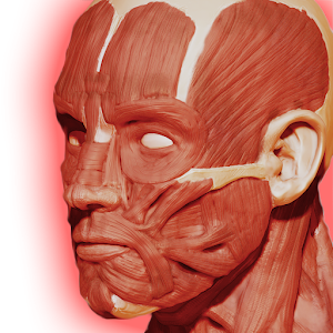 Muscular System 3D (anatomy) - Android Apps on Google Play
