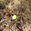 Daisy Fleabane
