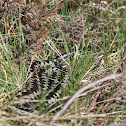European adder