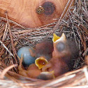 Eastern Bluebird Hatchings