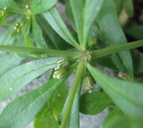 Green Carpetweed Project Noah