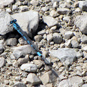 Tiny Blue Damselfly