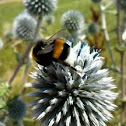 globe thistle with large earth bumblebee - Kugeldistel mit Dunkler Erdhummel