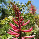 Coral Bean