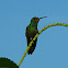 Colibrí