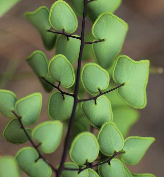 Arrowhead Fern, Hard Fern | Project Noah