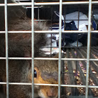 Gray Squirrel