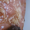 Huevos de mosca común - Common HouseFly eggs